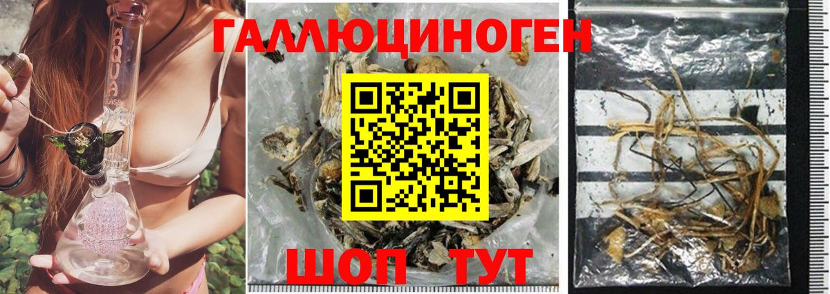 Галлюциногенные грибы Cubensis Иваново
